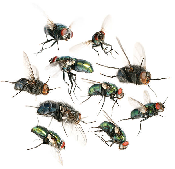 flying flies stock photo