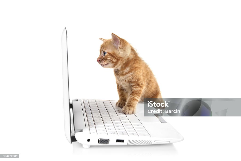 Getigerte Katze kleine Kätzchen mit Blick auf die Leinwand - Lizenzfrei Hauskatze Stock-Foto