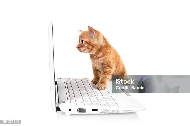Getigerte Katze Kleine Kätzchen Mit Blick Auf Die Leinwand Stockfoto und mehr Bilder von Hauskatze