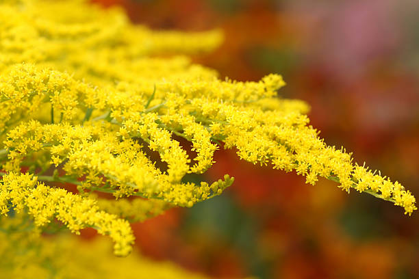 Bright Yellow Goldenrod fill the Fall fields.