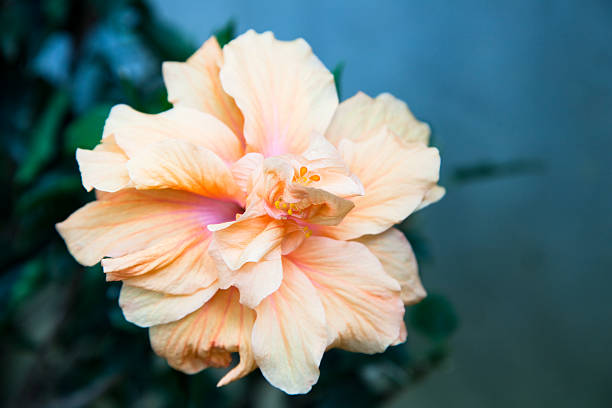 istock Peach-orange colored hibiscus flower 184272868