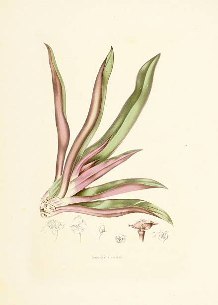 moses-in-the-люлька/античный plant иллюстрации - berthe hoola van nooten stock illustrations