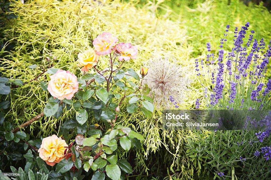 summer garden detail beautiful flower bed with roses Beauty In Nature Stock Photo