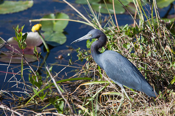 Little Blue Heron hunting at a pond with a yellow water lily in background