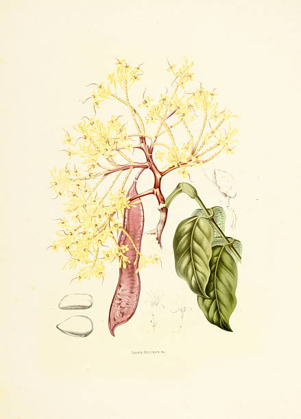 красный saraca/античный plant иллюстрации - berthe hoola van nooten stock illustrations