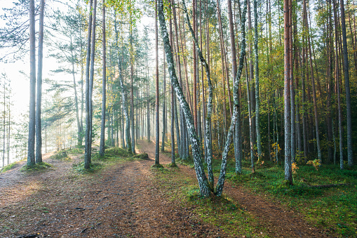 Nature park Zilie kalni near Ogre, Latvia