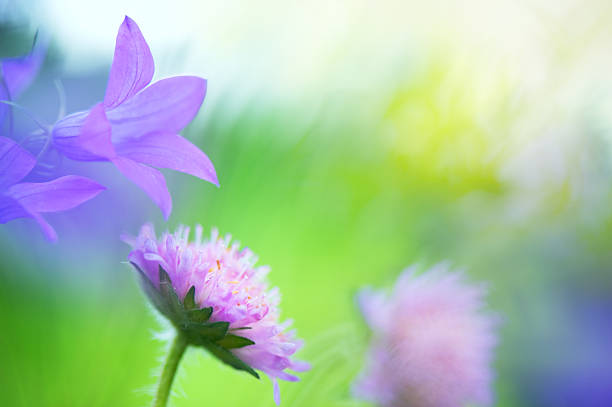 Bellflowers (Campanula patula) and Field Scabious (Knautia arvensis) in the meadow. Selective focus and shallow depth of field.
