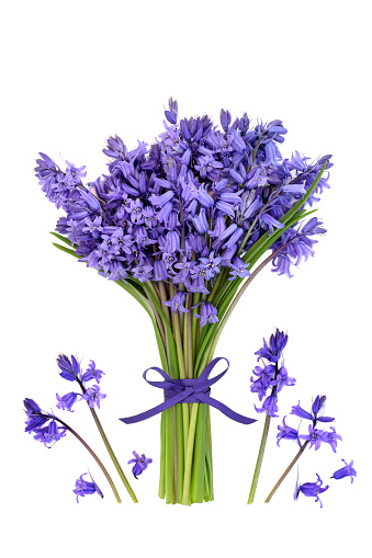 Bluebell flower posy for Spring on white background tied with purple ribbon bow and loose flowers. Floral gift present for Beltane, birthday, Mothers Day, Easter. Hyacinthoides.