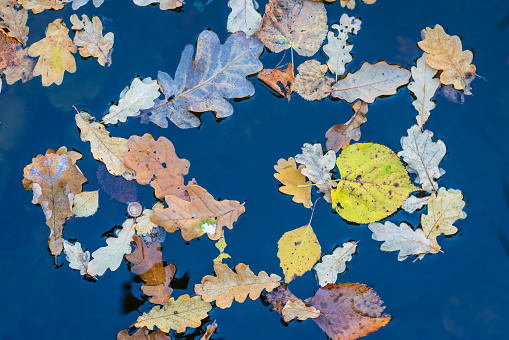 Dry autumn leaves floating on a water surface of a lake.