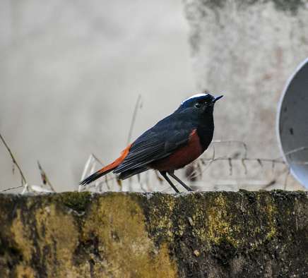 A white-capped water redstart on a wall.