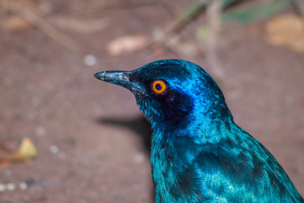 étourneau sansonnet sansonnet (lamprotornis chalybaeus) se nourrissant pendant la journée, parc national kruger, afrique du sud - greater blue eared glossy starling photos et images de collection