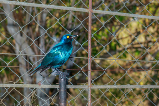 blauohrstar (lamprotornis chalybaeus) bei der fütterung tagsüber, krüger-nationalpark, südafrika - greater blue eared glossy starling stock-fotos und bilder