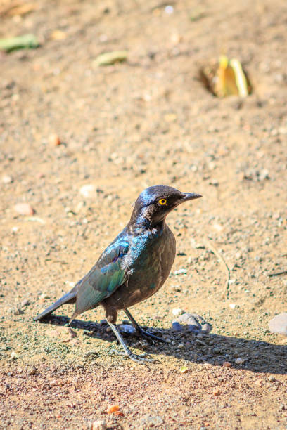 blauohrstar (lamprotornis chalybaeus) bei der fütterung tagsüber, krüger-nationalpark, südafrika - greater blue eared glossy starling stock-fotos und bilder