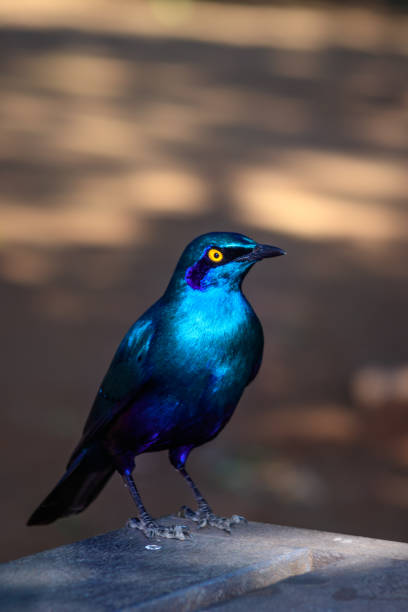 étourneau sansonnet sansonnet (lamprotornis chalybaeus) se nourrissant pendant la journée, parc national kruger, afrique du sud - greater blue eared glossy starling photos et images de collection