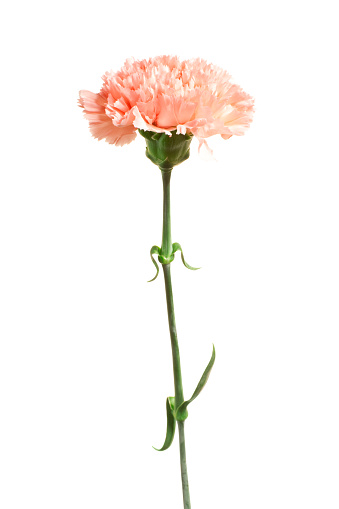 Pink flower on a white background.