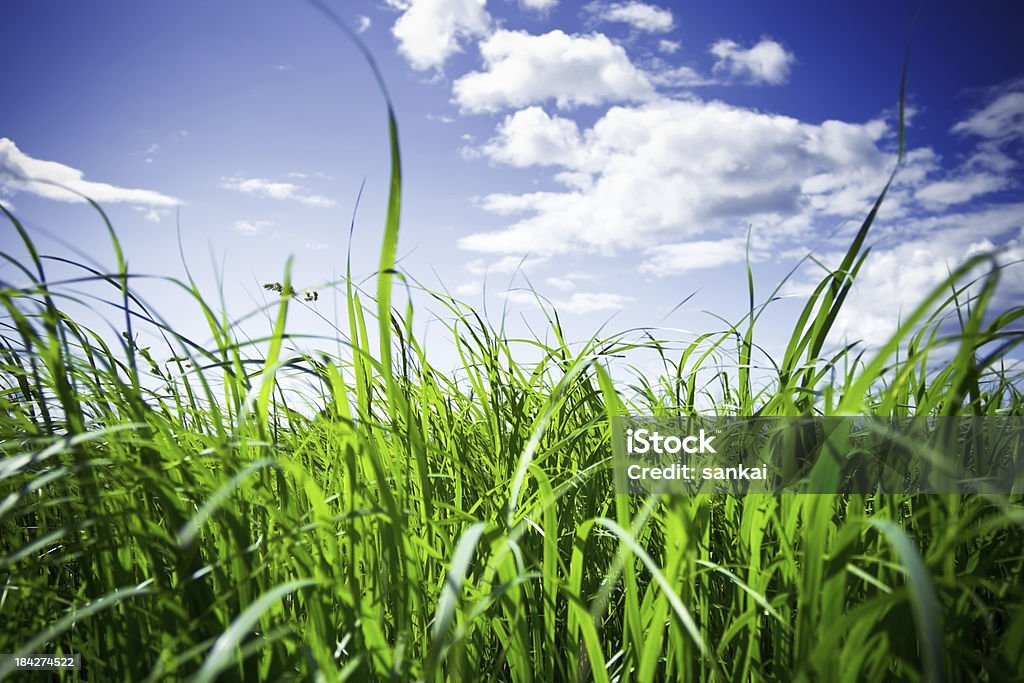 VERT HERBE - Photo de Allergie libre de droits