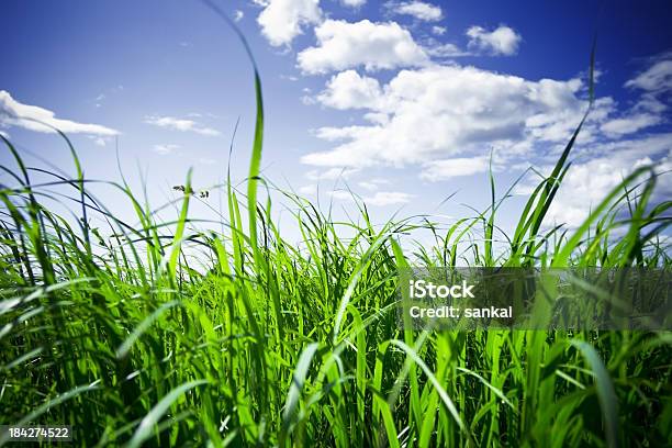 Photo libre de droit de Vert Herbe banque d'images et plus d'images libres de droit de Allergie - Allergie, Herbe, Agriculture