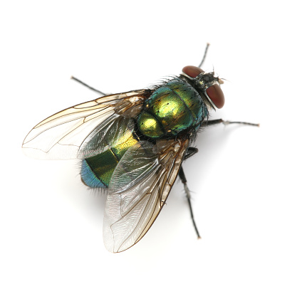 A closeup on a male of the  thick-legged flower beetle, Oedemera Nobilis , on a green leaf