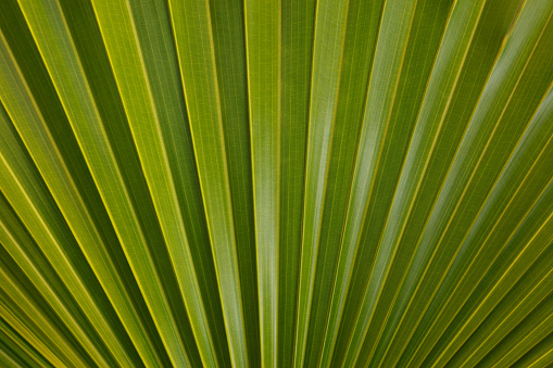 Tropical Palm leaves in the garden, Green leaves of tropical forest plant for nature pattern and banner