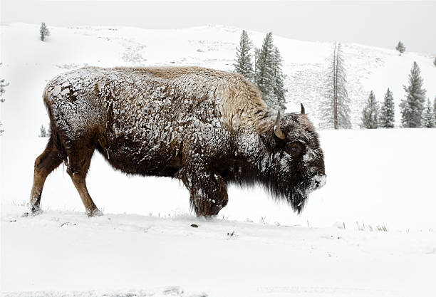 istock Bison foraging in Snow - Yellowstone National Park 184274776