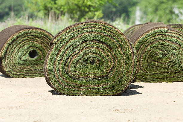 Rolls of new grass sod on a pile.
