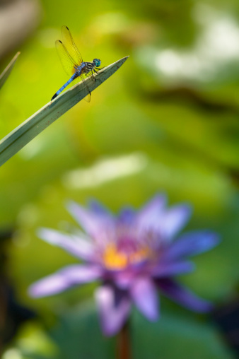 Dragonfly resting on a leaf by a pond with water lily pads and a purple lily in background. Shot with a very narrow DOF. More water lilies and lotus flowers in my Nature Lightbox.