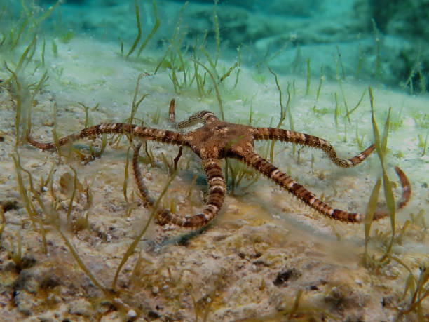 istock Black brittle star from Cyprus 1842753529