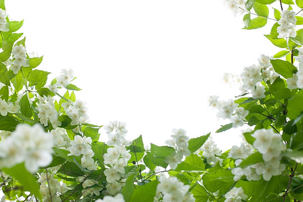 Jasmin  - White flowers "Jasmin flowers - White flowers  (ornament, workpath)" jasmine stock pictures, royalty-free photos & images