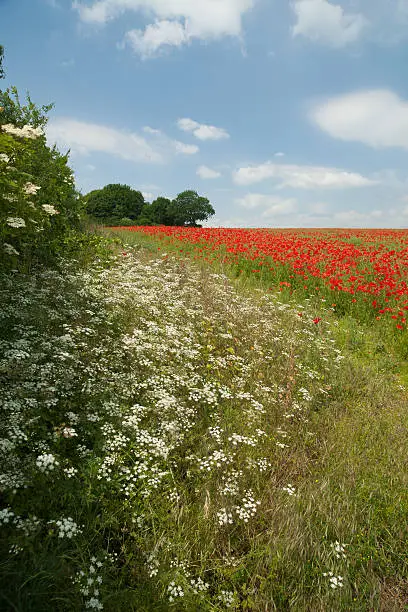 Cow parsley and poppies on a typically English summer day.