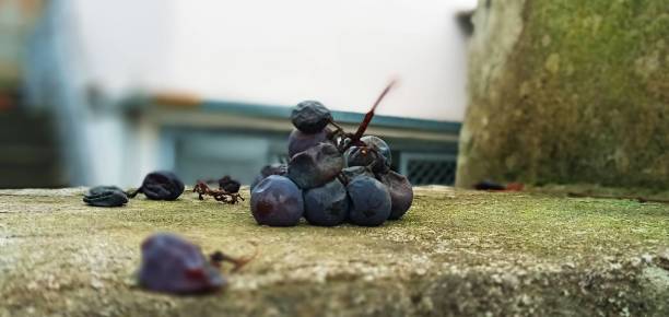 istock bunch of gray wilted black grapes 1842756695