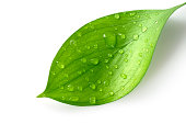 Water Drop on Leaf