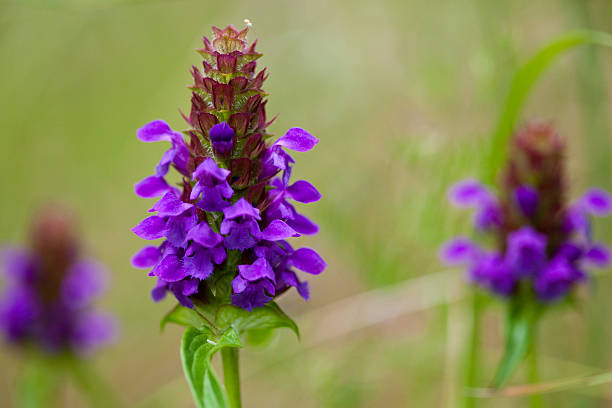 Prunella vulgaris - Heal-all plants in a meadow iin the Pacific Northwest