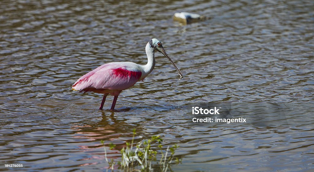 Colhereiro Rosado stading em águas rasas - Foto de stock de Animal royalty-free