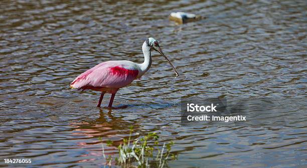 Foto de Colhereiro Rosado Stading Em Águas Rasas e mais fotos de stock de Animal - Animal, Ave Aquática, Bico