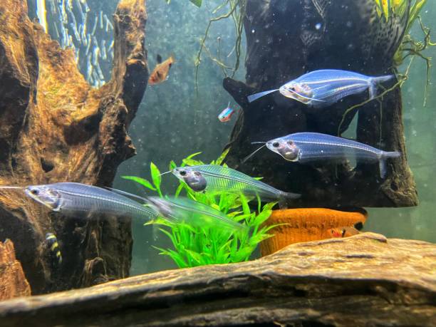 istock Clear fish swim in groups in the tank. 1842761848