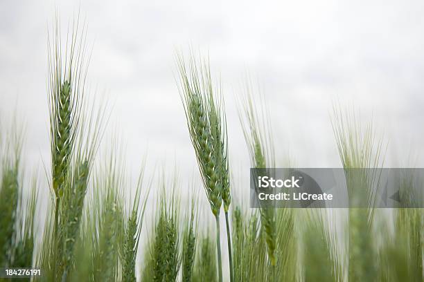 Campo Di Grano - Fotografie stock e altre immagini di Agricoltura - Agricoltura, Ambientazione esterna, Campo