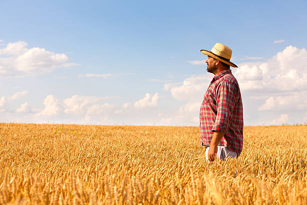 istock Farmer In The Wheat Field 184276196