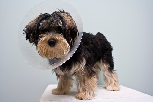 Mixed breed puppy dog with a cone around his neck to protect him after being neutered 