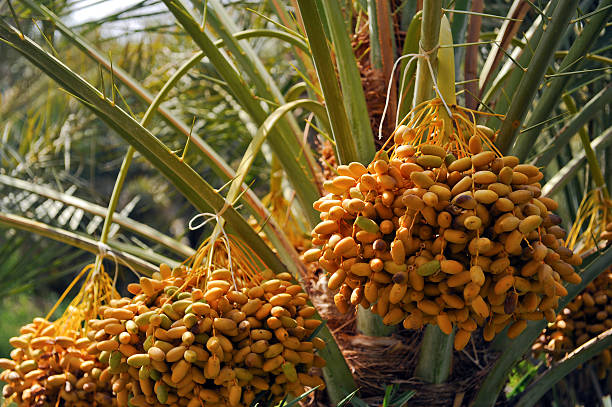 Dates "Dates, are an important traditional crop in Turkey, Iraq, Arabia, and north Africa. In Islamic countries, dates and yogurt or milk are a traditional first meal when the sun sets during Ramadan. These dates were shot in Al Ain, United Arab Emirates.Ramadan (Arabic: Aa|AAa a) is the ninth month of the Islamic calendar. It is the Islamic month of fasting, in which participating Muslims refrain from eating, drinking, that is in excess or ill-natured; from dawn until sunset. Ramadan was the month in which the first verses of the Qur'an were said to be revealed to the Islamic Prophet Muhammad. Please see some more Ramadan images from my portfolio:" date fruit stock pictures, royalty-free photos & images