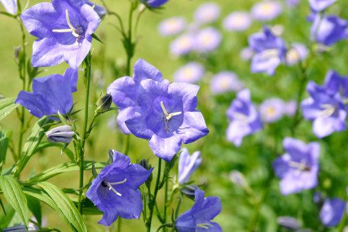 Blue colored bellflowers.Please see more similar pictures of my Portfolio.Thank you!