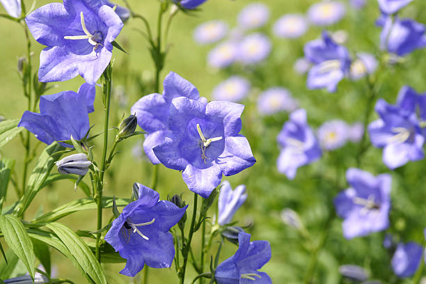 Blue colored bellflowers stock photo