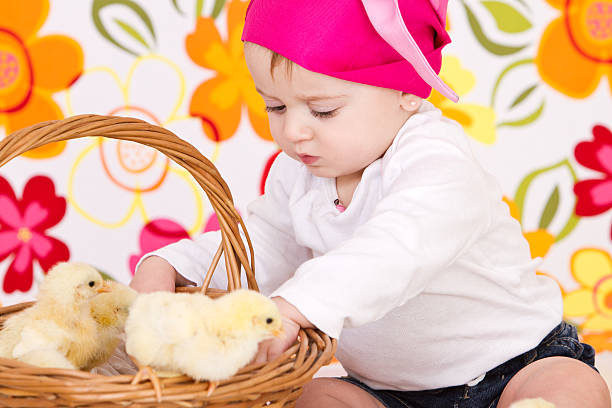 istock Cute little farmer playing with chicks 184276636