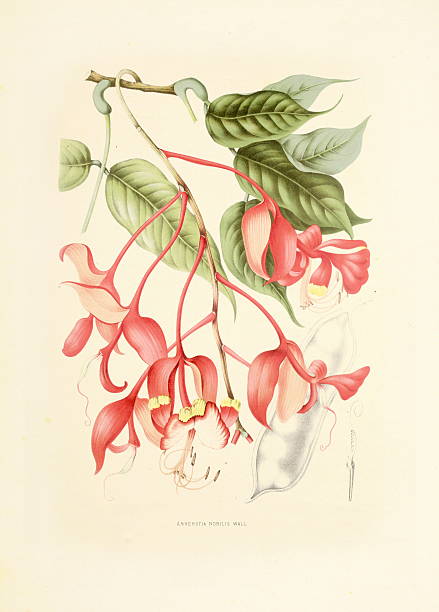 amherstia nobilis/античный plant иллюстрации - berthe hoola van nooten stock illustrations