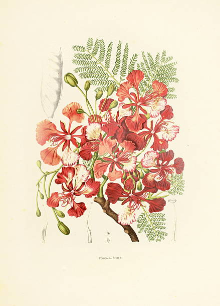 очаровательный старинный флора/иллюстрации - berthe hoola van nooten stock illustrations