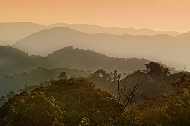 "Early morning view into the misty hills covered with tropical cloud forest in Nyungwe National Park, Rwanda. Nyungwe Forest National Park is a national park in southwestern Rwanda, The area has a wide diversity of animal species, making it a priority for conservation in Africa. One of the highlights is the fact that there are 13 different primate species living there."