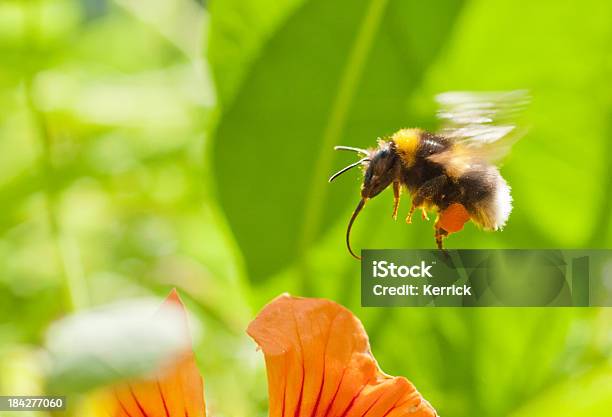 Flying Hummel Stockfoto und mehr Bilder von Erdhummel - Erdhummel, Blume, Extreme Nahaufnahme