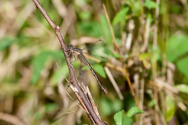 An uncommon tiny female Sweetflag Spreadwing resting on a stick. For similar photos check out my