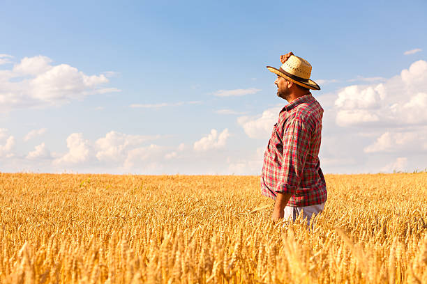 istock Farmer In The Wheat Field 184277199