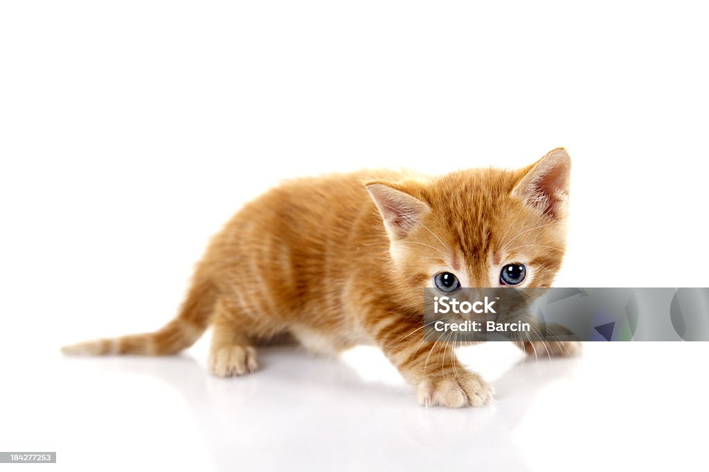 Getigerte Katze kleine Kätzchen auf weißem Hintergrund - Lizenzfrei Domestizierte Tiere Stock-Foto