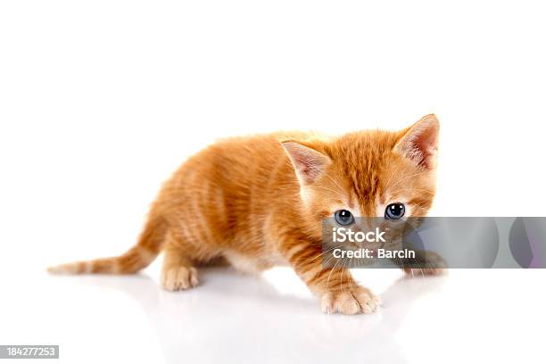 Getigerte Katze Kleine Kätzchen Auf Weißem Hintergrund Stockfoto und mehr Bilder von Domestizierte Tiere